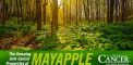The Amazing Anti-Cancer Properties of Mayapple