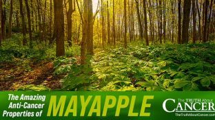 The Amazing Anti-Cancer Properties of Mayapple