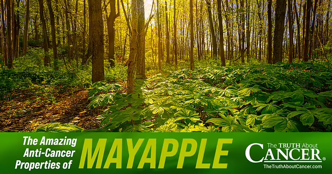 The Amazing Anti-Cancer Properties of Mayapple