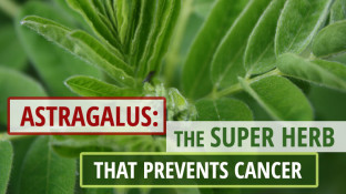 Astragalus: The Super Herb that Prevents Cancer