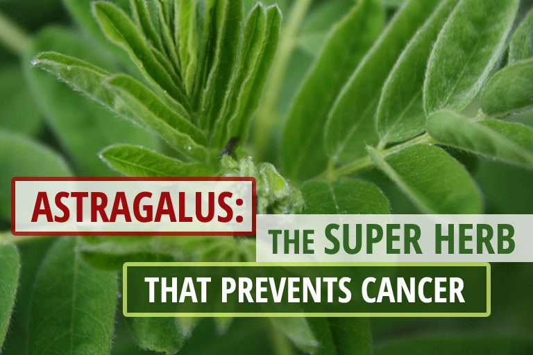 Astragalus Benefits for Cancer