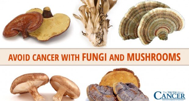 Anti-inflammatory Mushrooms