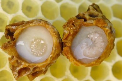 Image-of-Royal-Jelly