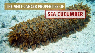 The Anti-Cancer Properties Of Sea Cucumber (video)