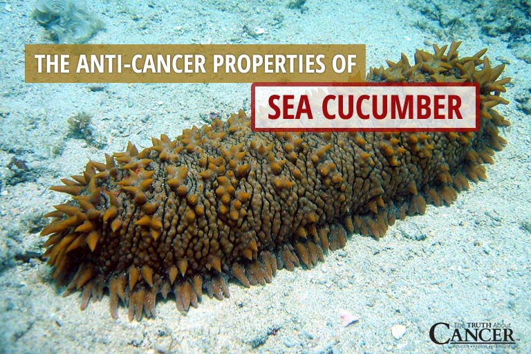 The Anti-Cancer Properties Of Sea Cucumber (video)