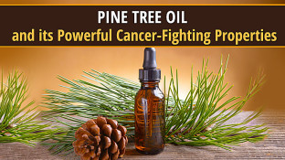 Pine Tree Oil and its Powerful Cancer-Fighting Properties