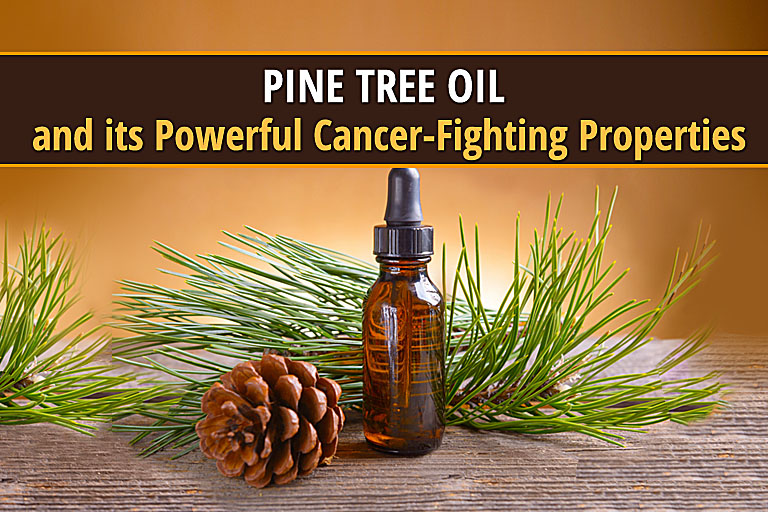 Pine Tree Oil and its Powerful Cancer-Fighting Properties