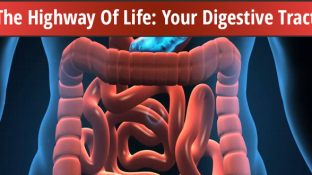 The Highway Of Life: Your Digestive Tract