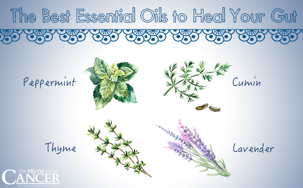 The Best 4 Essential Oils to Help Heal your Gut