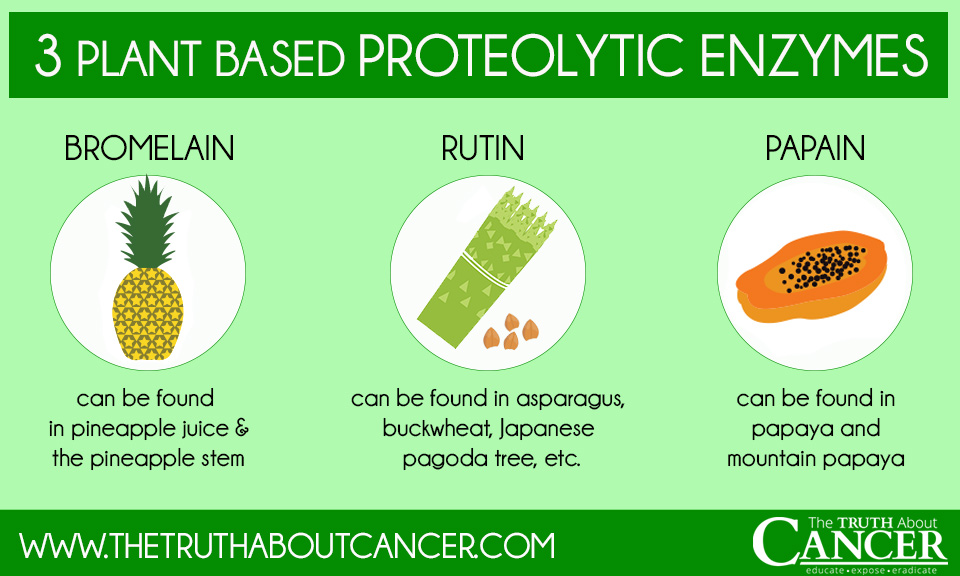 3 plant based proteolytic enzymes