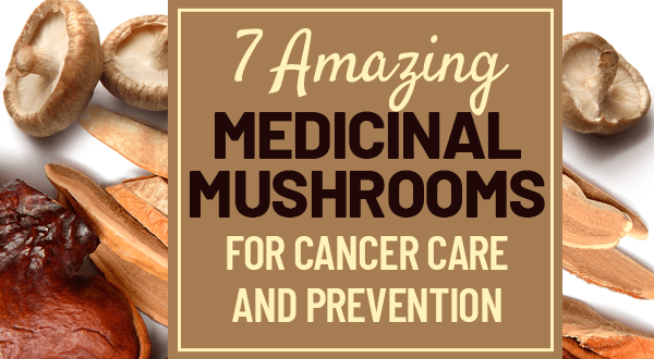 types of mushrooms for cancer