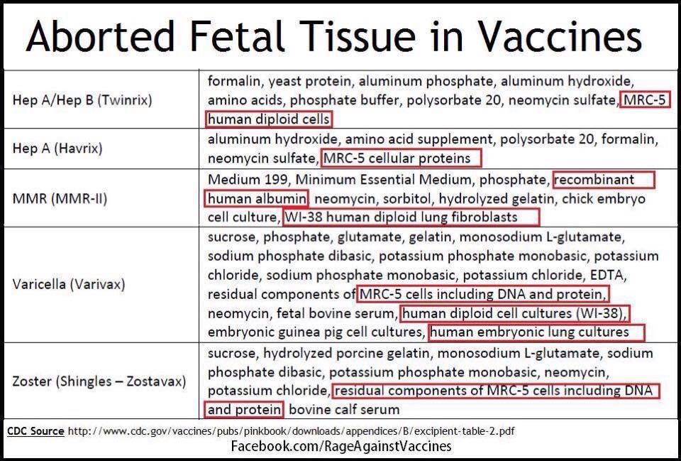 aborted fetal tissue used in vaccines