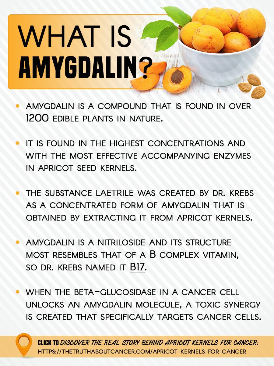 Have you ever heard of B15 or Laetril Therapy for Cancer? Do you know what Amygdalin is? Click on the image above to discover the real story behind Apricot Kernels for Cancer. 
