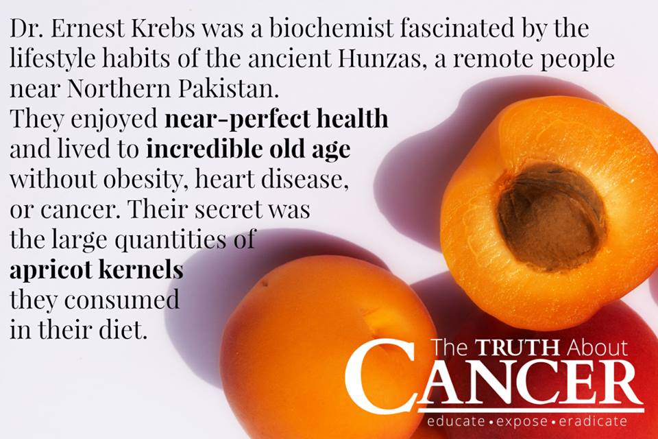 Dr. Kreb's used apricot kernels to produce laetrile