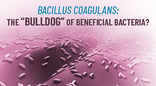 Bacillus Coagulans: A Resilient Probiotic for Maximum Digestive Support