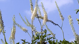 Black Cohosh: A Possible Cure for Breast Cancer