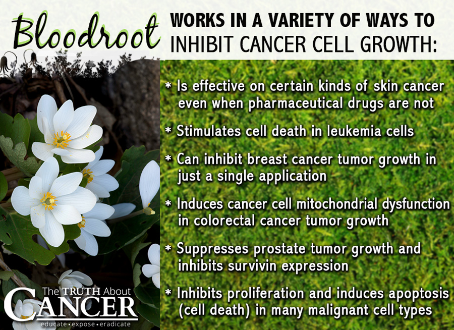 Bloodroot-cancer-cell-growth