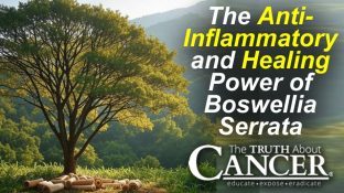 The Anti-Inflammatory and Healing Power of Boswellia Serrata The Anti-Inflammatory and Healing Power of Boswellia Serrata