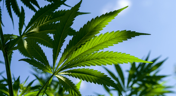 cannabis plant against blue sky