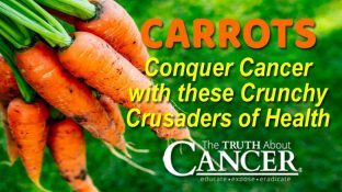CARROTS: Conquer Cancer with these Crunchy Crusaders of Health CARROTS: Conquer Cancer with these Crunchy Crusaders of Health