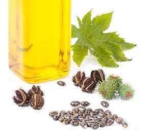 Castor oil is made from the seeds of the castor plant (Ricinus communis)