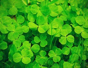 Clover can actually be beneficial to turf as it draws nitrogen from the air into the soil, tolerates compacted soil better than grass, and has deeper roots to access water