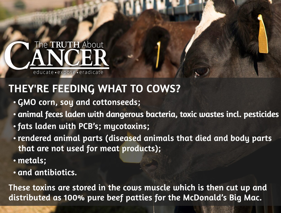 big-mac-ingredients-what-they're-feeding-cows