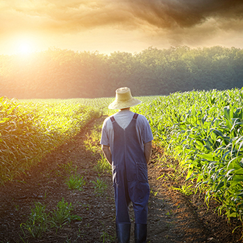 Farmer walking in corn fields with beautiful sunset
