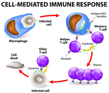 Macrophages are white blood cells that protect the body from infection