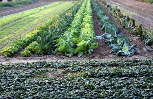 cultivation of a field of spinach, broccoli and cabbage