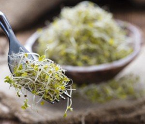Broccoli sprouts are a particularly rich source of sulforaphane