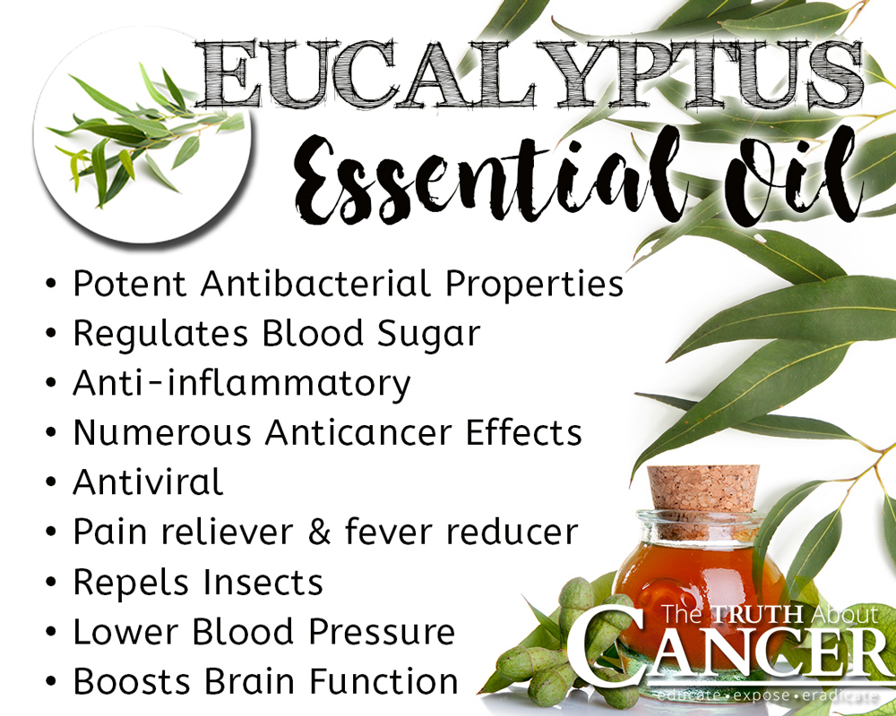 Eucalyptus-benefits
