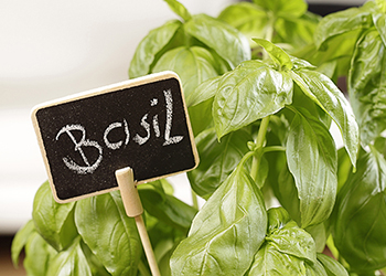 Fresh basil is easy to grow in a pot on a windowsill and has multiple protective properties