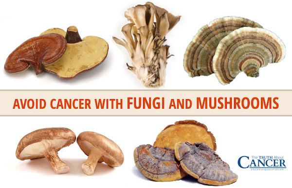 Avoid Cancer with Fungi and Mushrooms