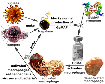 Nagalese produced by viruses, cancer cells, and bacteria can inhibit natural production of GcMAF, but not GCMAF injected into the body