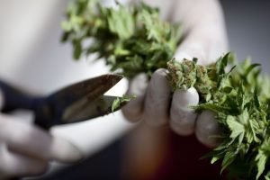 whole-plant cannabis