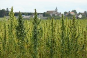 Cannabis fields