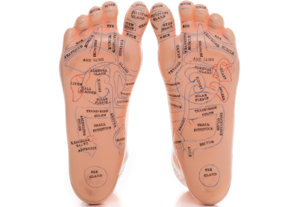 Plastic model of human foot reflexology foot massage
