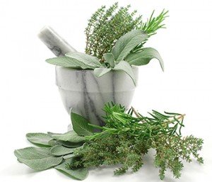 Herbs, including rosemary, thyme, basil, and sage inhibit BCL2 gene activity that stimulates cancer cell growth