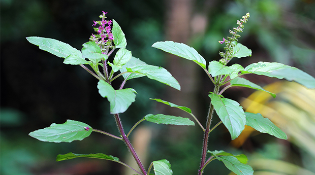 How Holy Basil Helps Your Body Adapt to Stress & Reduce Cancer Growth