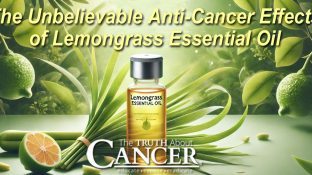 The Unbelievable Anti-Cancer Effects of Lemongrass Essential Oil The Unbelievable Anti-Cancer Effects of Lemongrass Essential Oil