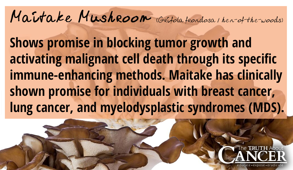 Maitake-Medicinal-Mushroom