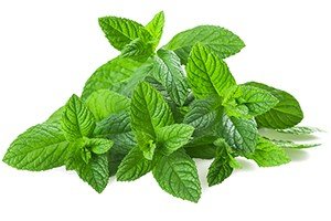 Mint is historically well-known for its range of medicinal uses