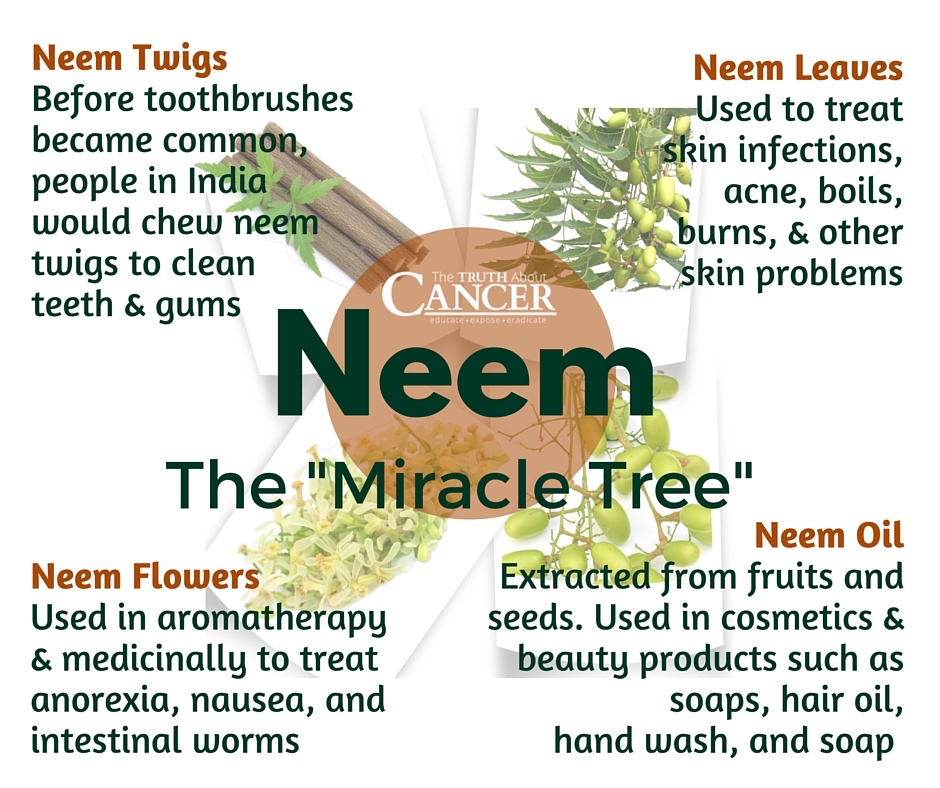 neem-tree-benefits
