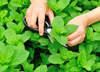 Not only is mint delicious and refreshing, it offers protection against radiation