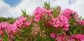 Oleander Extract's Success Against Cancer and Other Illness