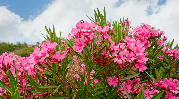 Oleander Extract's Success Against Cancer and Other Illness