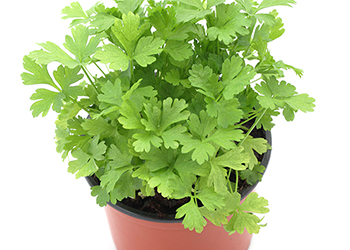 Parsley contains apigenin which helps kill cancer cells