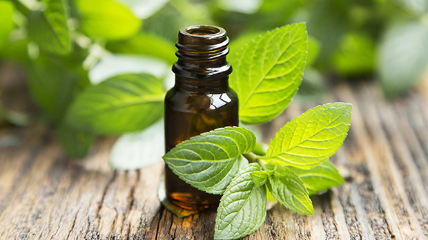 13 Ways Peppermint Essential Oil is Good For Your Health