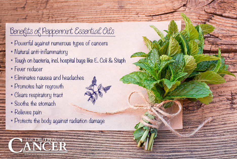 Peppermint-essential-oil-benefits-2